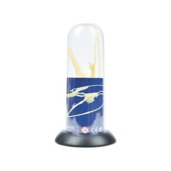 Skeleton model PTERANODON